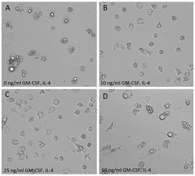 Morphologic characterization and cytokine response of chicken bone-marrow derived dendritic cells to infection with high and low pathogenic avian influenza virus